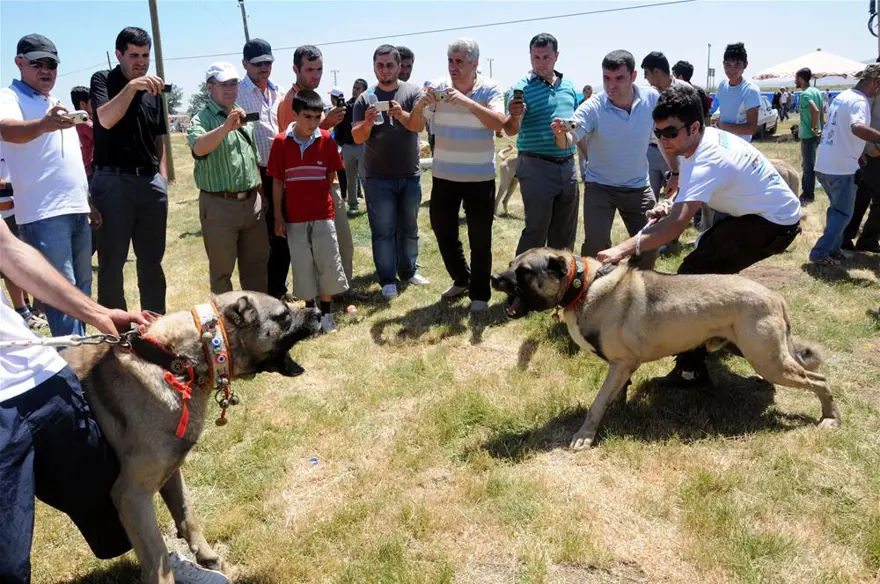 Kangallar böyle yarıştı; birinci 'Yaman' çıktı 3