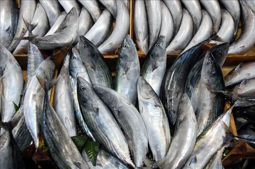 Popülasyon kendini yeniledi, son 19 yılın en yükseği! Türkiye'de palamut bolluğu yaşanıyor 6