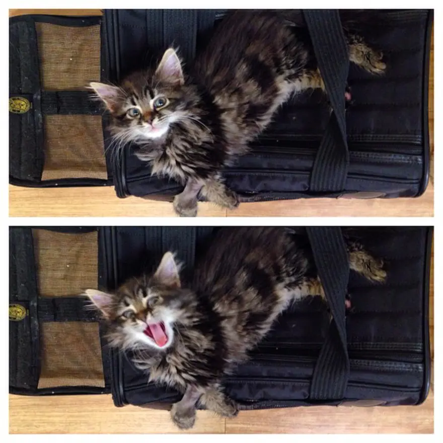 Hayatını kedileri kurtarmaya adadı 67