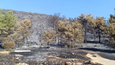 Manisa'da orman yangınına ilişkin bir tutuklama