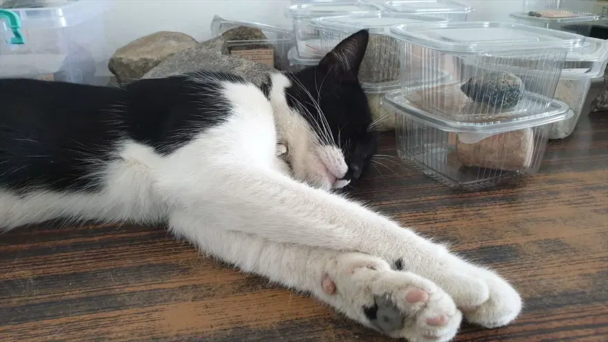 Kazı alanından çıkartılıp hayata döndürülen kedi: Mokali 1