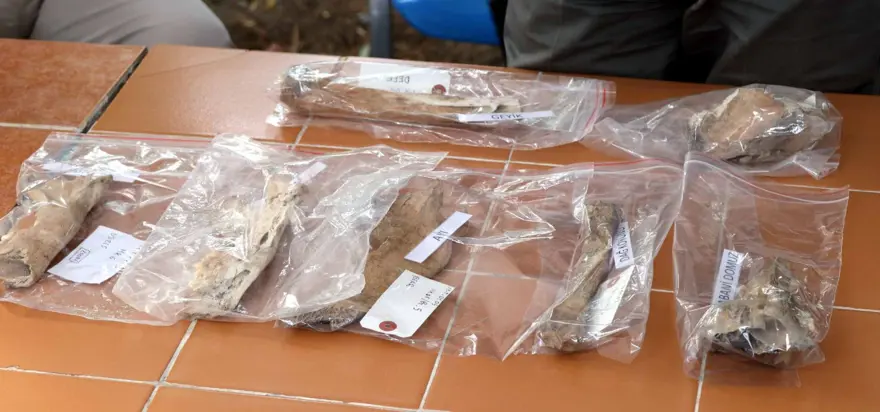 Kayseri'de 4 bin yıl öncesine ait aslan kemiği bulundu 4