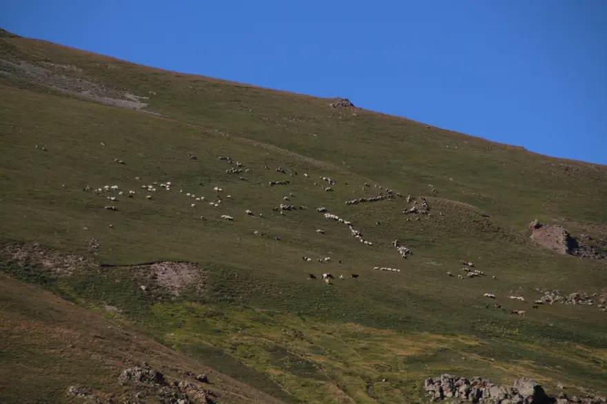 Anzer balında küçükbaş tehdidi 3