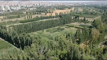 Atatürk Orman Çiftliği'nin ağaçları ne olacak?