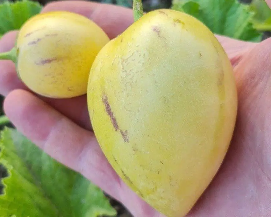 Doktor evinin bahçesinde yetiştirdi: 30 farklı ağaç ve 30'un üzerinde bitki 7 Doktor evinin bahçesinde yetiştirdi: 30 farklı ağaç ve 30'un üzerinde bitki 7