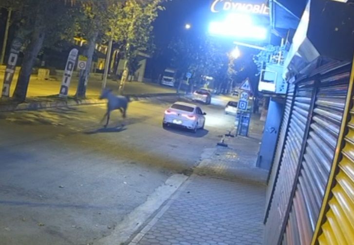 Adana'yı karıştıran at: Caddeyi birbirine kattı