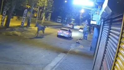 Adana'yı karıştıran at: Caddeyi birbirine kattı