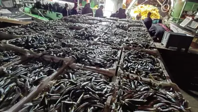 Kaçak avlanan 8 ton istavrite el konuldu: 6 kişiye ceza yağdı