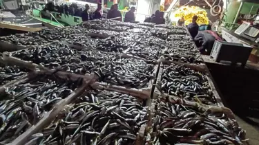 Kaçak avlanan 8 ton istavrite el konuldu: 6 kişiye ceza yağdı