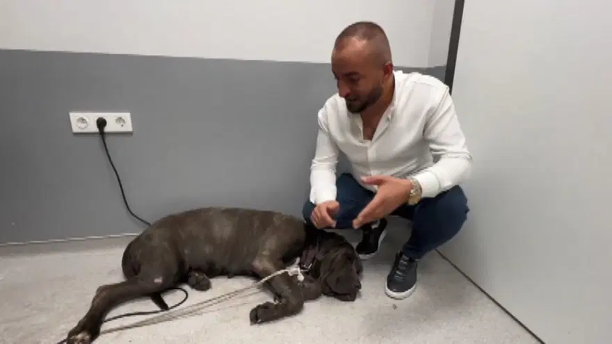 Avcılar'da taksi şoförü çarptığı köpeği veterinere götürdü 5 Avcılar'da taksi şoförü çarptığı köpeği veterinere götürdü 5