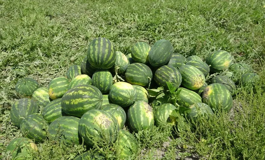 Mersin'de karpuz hasadı başladı: Tarlada kilosu 20 TL'den başlıyor 3