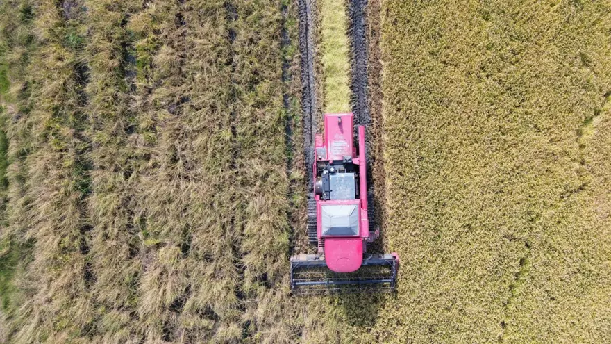 117 bin tonun üzerinde rekolte bekleniyor: Hasadı sürüyor 2