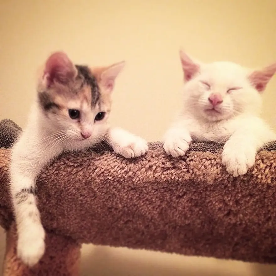 Hayatını kedileri kurtarmaya adadı 101