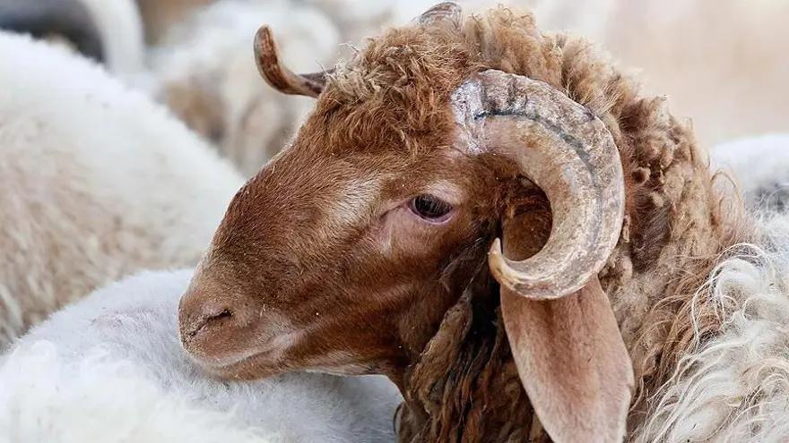 BAYRAM TATİLİ KAÇ GÜN OLACAK? 2 BAYRAM TATİLİ KAÇ GÜN OLACAK? 2