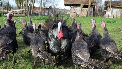 Yılbaşı hindileri bin liraya kadar çıkıyor