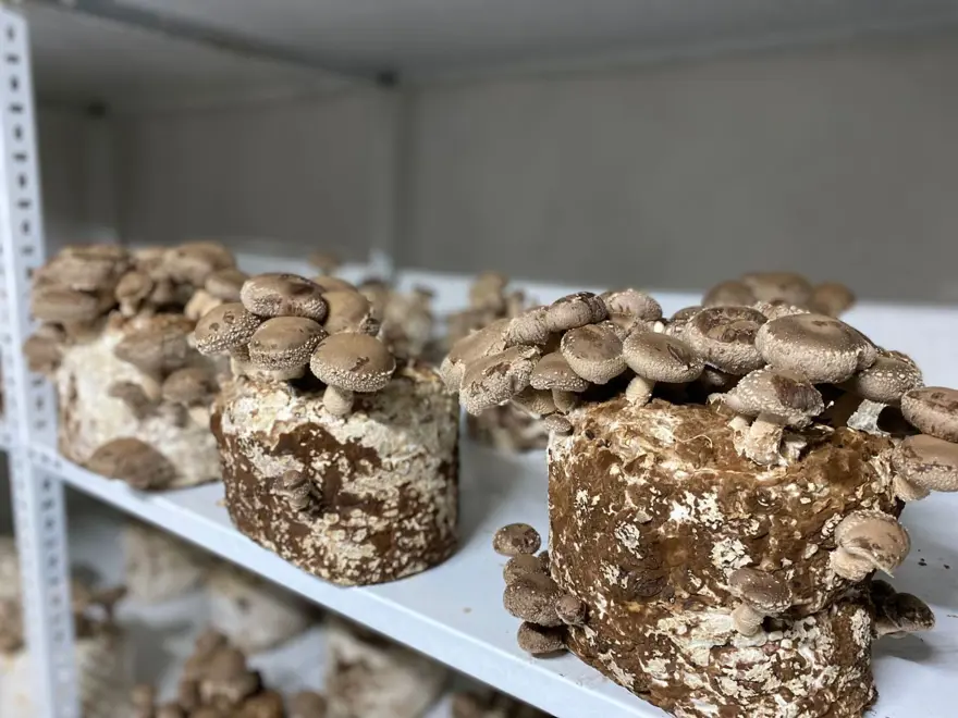 EGZOTİK MANTAR ÜRETİMİ YÜKSELİYOR 2