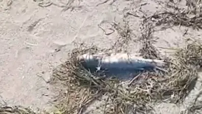 Sahilde çok sayıda balık ölü bulundu