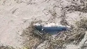 Sahilde çok sayıda balık ölü bulundu