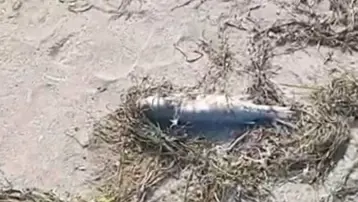 Sahilde çok sayıda balık ölü bulundu