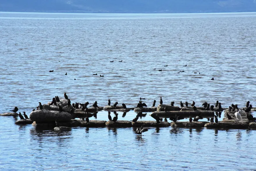 Bafa Gölü 261 kuş türüne ev sahipliği yapıyor 1