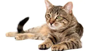 3,7 milyar kuşu yediler