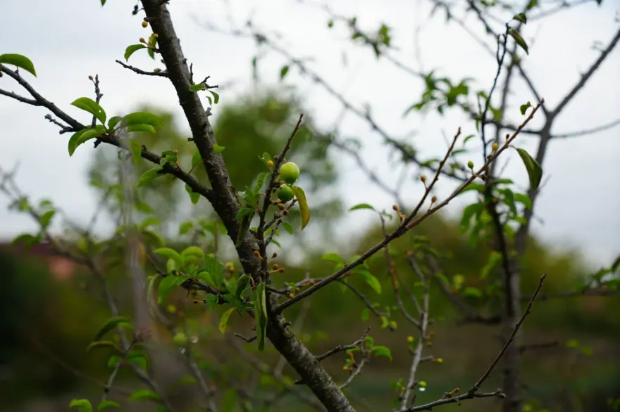 Bahçesinde ilginç olay yaşadı: "Bu mevsimde de erik yemedik demeyiz" 3 Bahçesinde ilginç olay yaşadı: "Bu mevsimde de erik yemedik demeyiz" 3
