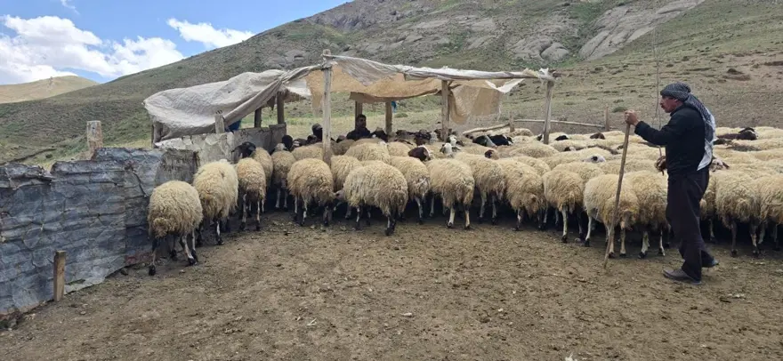 Her yaz yayla kiralıyor: Geçimlerini böyle sağlıyorlar 