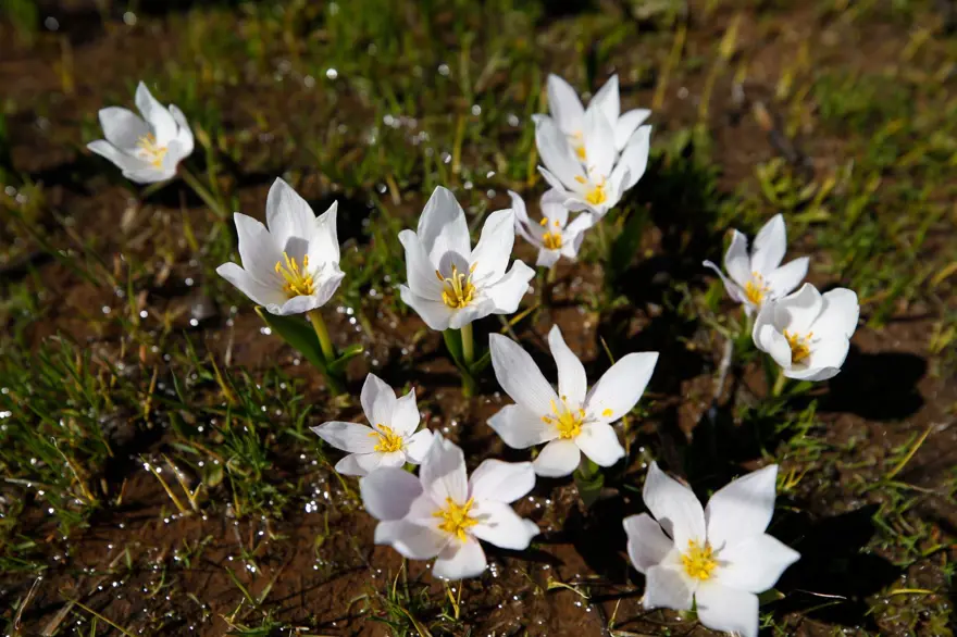 Tunceli'de baharın müjdecisi çiğdem ve nergisler çiçek açtı 8