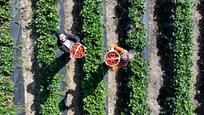 Gelin görümce el ele verdi: Ata topraklarında üretmeye başladılar