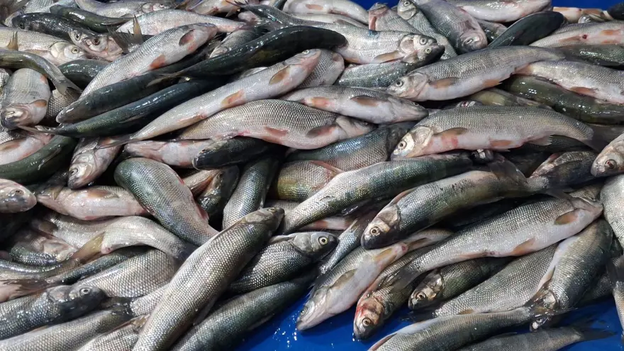 Tezgahlar şenlendi: Fiyatı uygun, ilgi ve talep arttı 4 Tezgahlar şenlendi: Fiyatı uygun, ilgi ve talep arttı 4