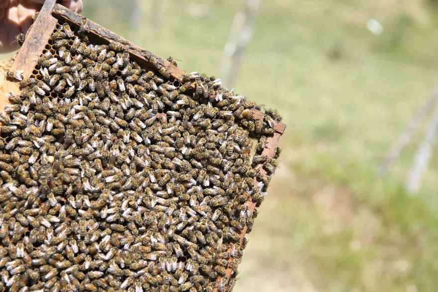 Tatlı mesai 2 bin 156 rakımlı yaylada başladı 5
