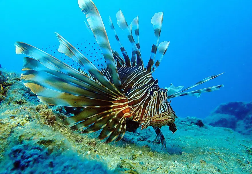 Fotoğraf tutkunu dalgıçlar, Mersin kıyılarındaki su altı kanyonlarını görüntülüyor 3