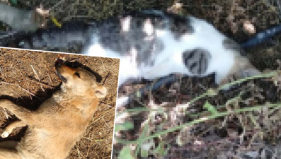 Manisa'da hayvan katliamı: Altı köpek ve iki kedi öldü