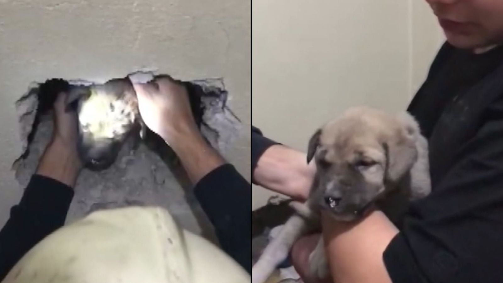 İki bina arasına sıkışan yavru köpeği itfaiye kurtardı