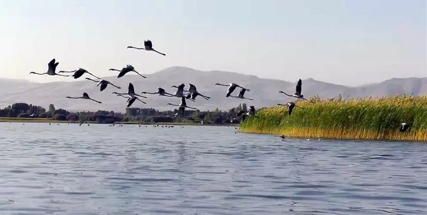 Van Gölü'nde flamingo şöleni 12