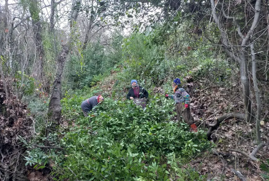 Kendiliğinden yetişiyor, 100 ailenin gelir kaynağı: Antalya'da dünyaya yayılıyor 5