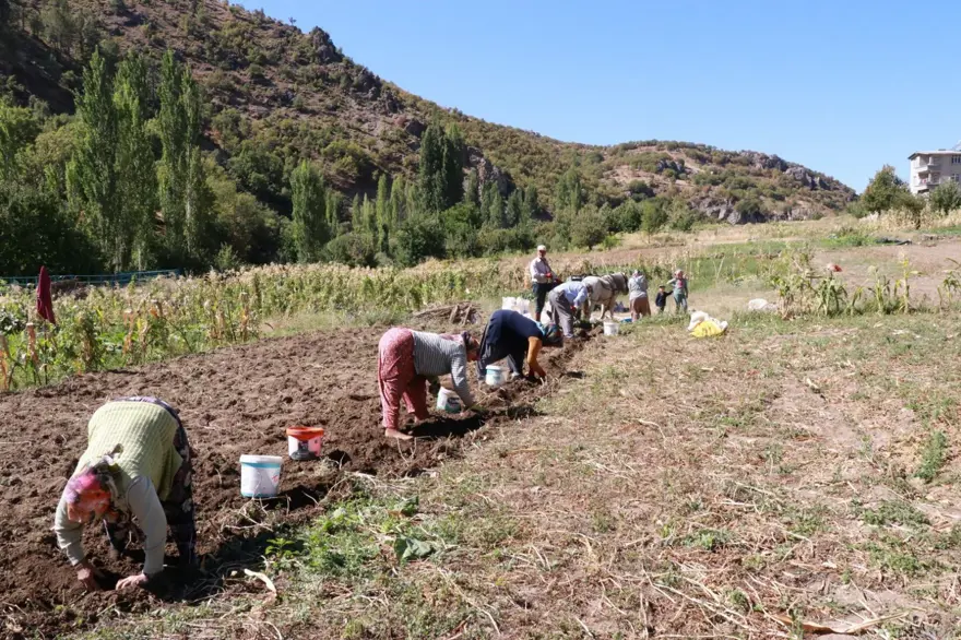 Eylül ayı geldi, söküm başladı:  Atalardan kalan kara sabanla yapılıyor 2