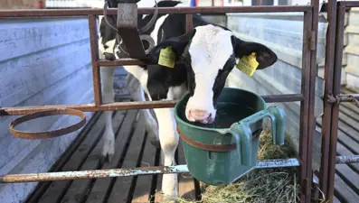 Ödemiş'te yangın bölgesinden tahliye edilen hayvanlara özel bakım