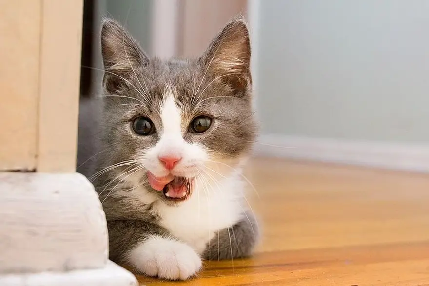 İnternetin yeni fenomenleri 85