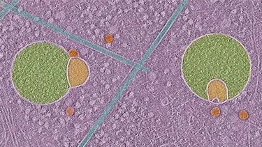 İnsan hücresinde yeni bir yapı keşfedildi: “Kardan adama benziyor”