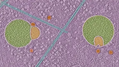 İnsan hücresinde yeni bir yapı keşfedildi: “Kardan adama benziyor”