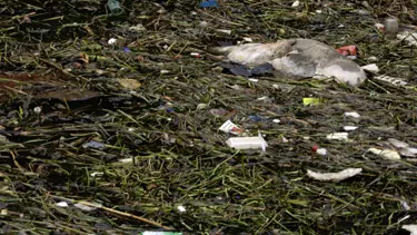 23 milyonun içtiği suda 3 bin ölü domuz