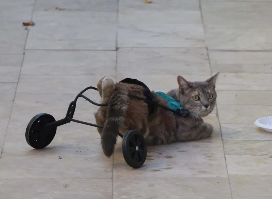 Felçli kedisini tekrar hayata bağladı 7