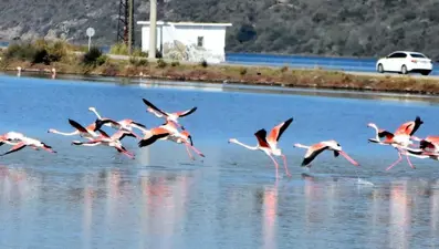 Tuzla Sulak Alanı'na flamingo akını