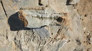 Bilim insanları bilinmeyen yaşam formu buldu