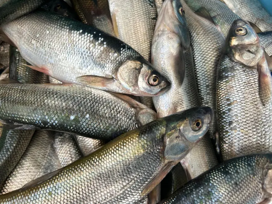 Tezgahta yerini aldı: Bu yıl fiyatı değişmedi 2 Tezgahta yerini aldı: Bu yıl fiyatı değişmedi 2