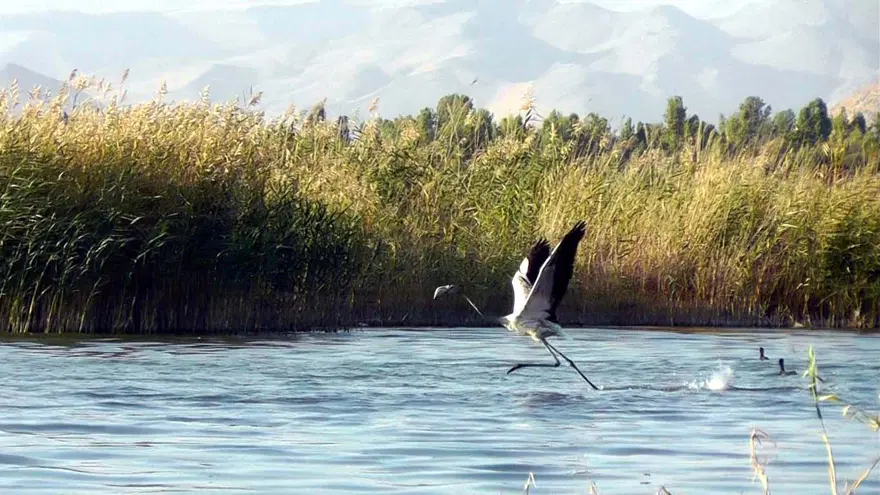 Van Gölü'nde flamingo şöleni 10