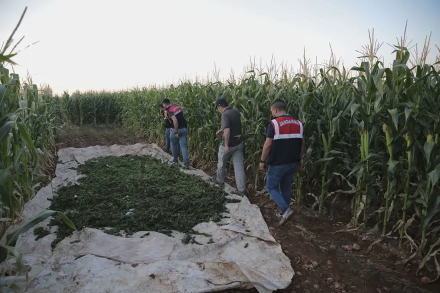 Mısır tarlasından 190 bin kök Hint keneviri ve 415 kilo esrar çıktı 12