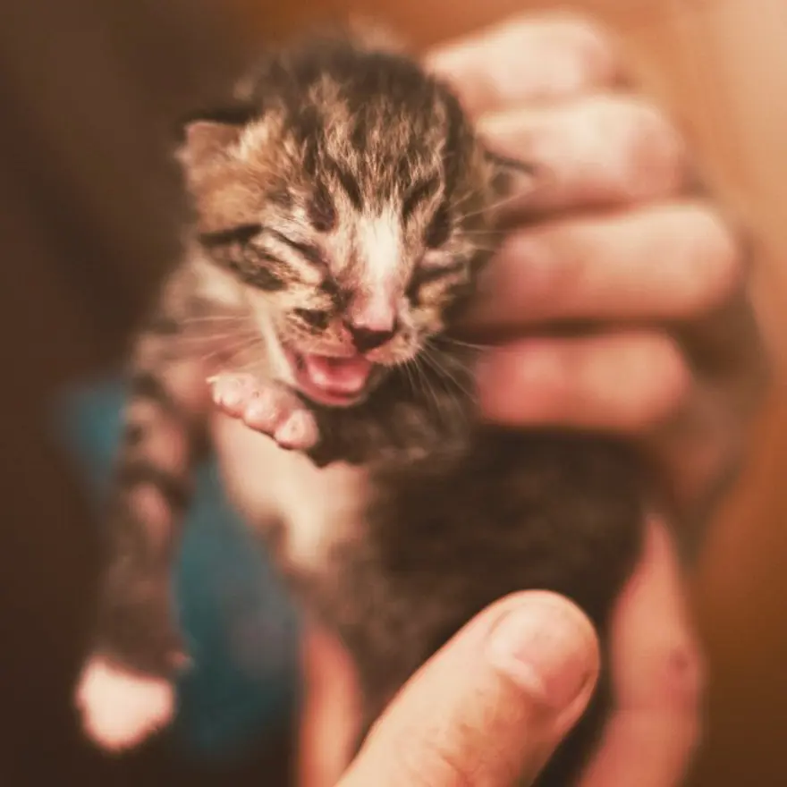 Hayatını kedileri kurtarmaya adadı 193