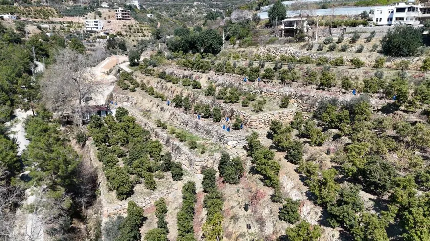 Tanesi 55, kilosu 200 lira: Bu yıl üreticinin yüzü güldü 5